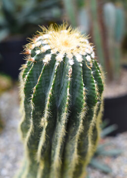 Parodia magnifica or Eriocactus magnificus cactuses without flowers