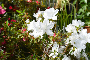 White azalea flowers growing on a shrub