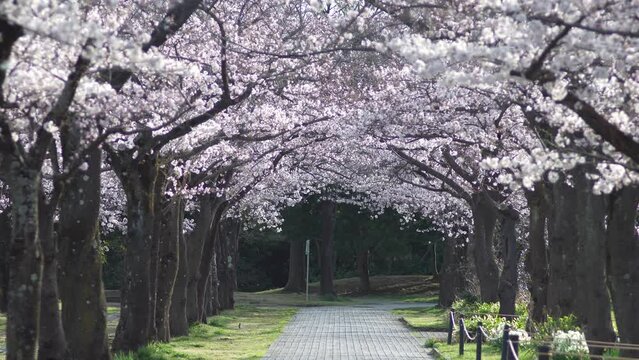 Tokyo, Japan - March 28, 2022: Cherry blossom tree-lined avenue in the morning

