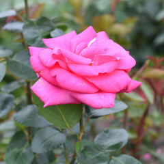 Tea rose with buds on green background