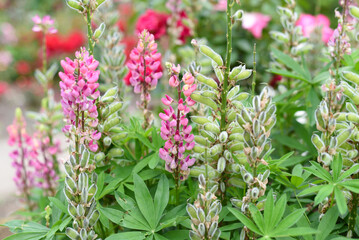 Lupinus polyphyllus the Chatelaine flowers close up