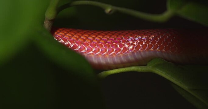 Bright Red coloured Coral snake moves between the deep green leaves in the rain forest of Peru