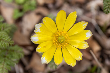 봄에 피어나는 여러가지 꽃들과 식물들