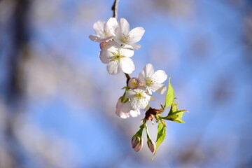 桜の花