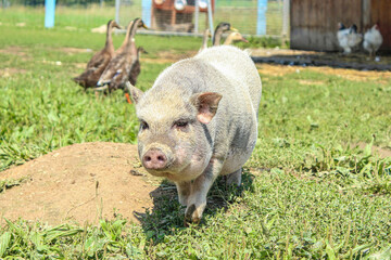 Farm scene: Portrait of a pot-bellied pig on a paddock outdoors