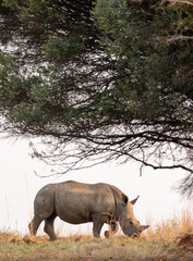 Obraz premium White Rhino, Kruger National Park