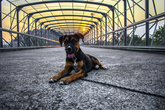 Retrato de perrita híbrida tumbada en un puente de la ciudad con atardecer en el fondo durante su paseo.
