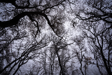 silhouette of a tree