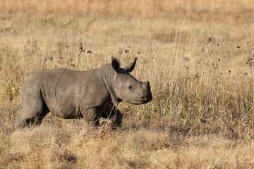 White rhino calf, South Africa