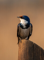 White-throated Swallow, Addo Elephant National Park