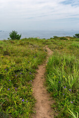 Path in the green meadow