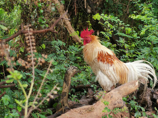 white striped rooster in the garden