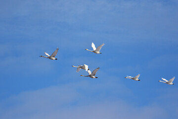 青空を飛ぶ白鳥たち