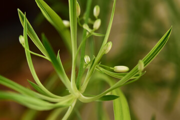 オリヅルランのつぼみ