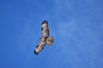 頭上で羽を広げるノスリと青空