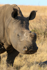 Obraz premium Dehorned White Rhino, South Africa