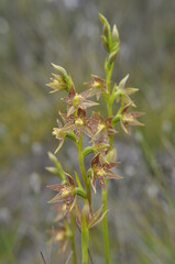 Leopard sun orchid Thelymitra benthamiana