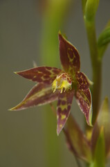 Naklejka na ściany i meble Leopard sun orchid Thelymitra benthamiana
