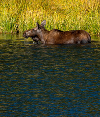 Moose in the water at buck lake in Yellowstone National Park Wyoming 