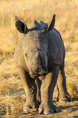 Fototapeta premium White rhino calf, South Africa