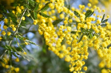 ミモザ(アカシア)　mimosa　Acacia baileyana