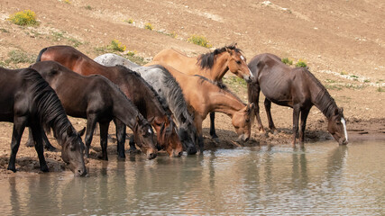 Naklejka na ściany i meble Small herd of watering wild horses at the waterhole in the Pryor Mountains wild horse refuge on the border of Montana and Wyoming in the United States