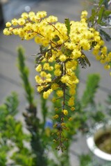 mimosa　ギンヨウアカシア　ミモザ(アカシア)