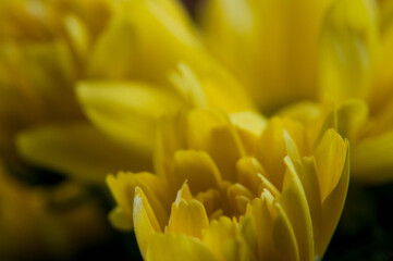 Obraz premium Macro photograph of a yellow flower 