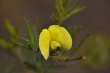 A yellow pea wildflower in bloom