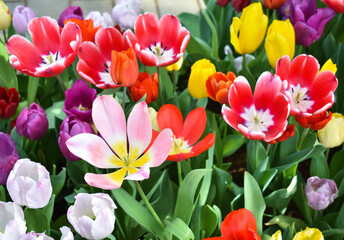 spring tulips