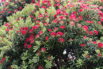 Fototapeta na wymiar Pohutukawa tree in bloom, Wellington, New Zealand.