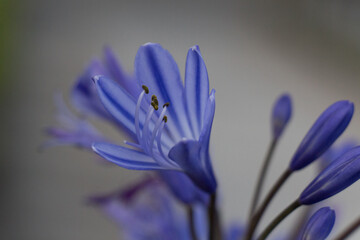 Close up of Agapanthus, intense blue colored flower in bloom.
