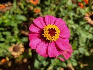 pink flower with yellow accents standing out in a garden