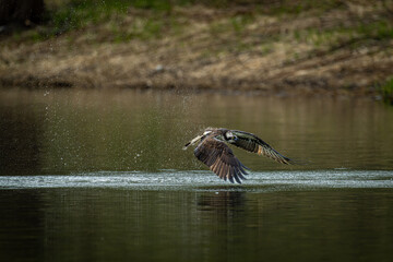 北海道の5月、ミサゴの失敗。