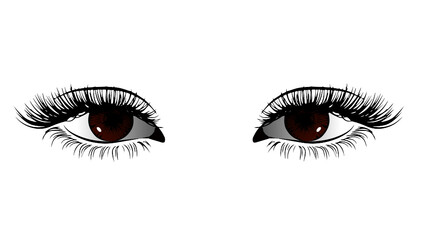 Beautifull eye of a girl  High Quality Vector Art. Brown Wemen Eyes.