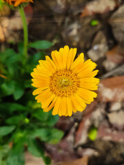 Close up shot of a yellow flower in the garden