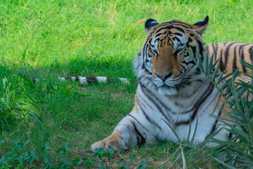 Bengal tiger lies under a tree in the zoo