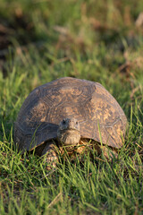 Leopard Tortoise, Kruger National Park