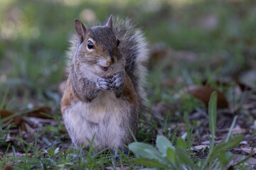 Squirrel Standing Looking at Camera Whole Body