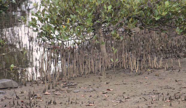 Mangrove tree and its aerial roots along the banks of Concord Foreshore. Avicennia marina. Sydney
