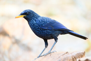 Blue Whistling-thrush perched on a rock