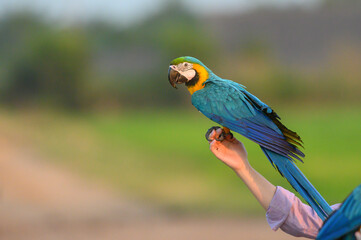 Blue and gold macaw perched on a man's hand © chamnan phanthong