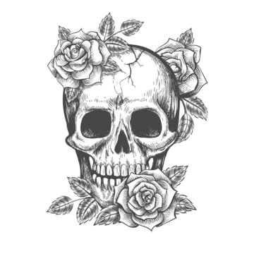 Roses skull sketch