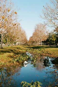 Bird Eating In A Retention Pond 