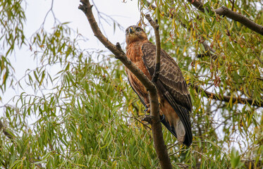 Steppe Buzzard, Kruger National Park