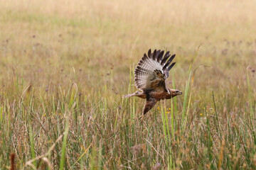 Steppe Buzzard, Kruger National Park