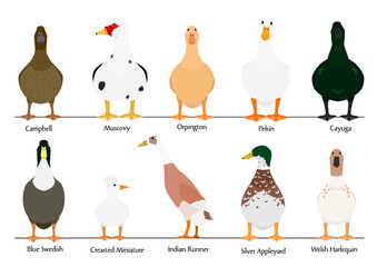 domestic duck breeds collection