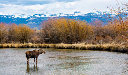 Moose in the Teton River beneath the Grand Tetons in Idaho