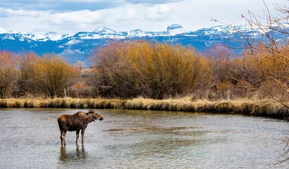 Deurstickers Tetongebergte Moose in the Teton River beneath the Grand Tetons in Idaho