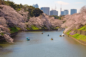 Cherry Blossoms at Chidorigafuchi Moat in Tokyo